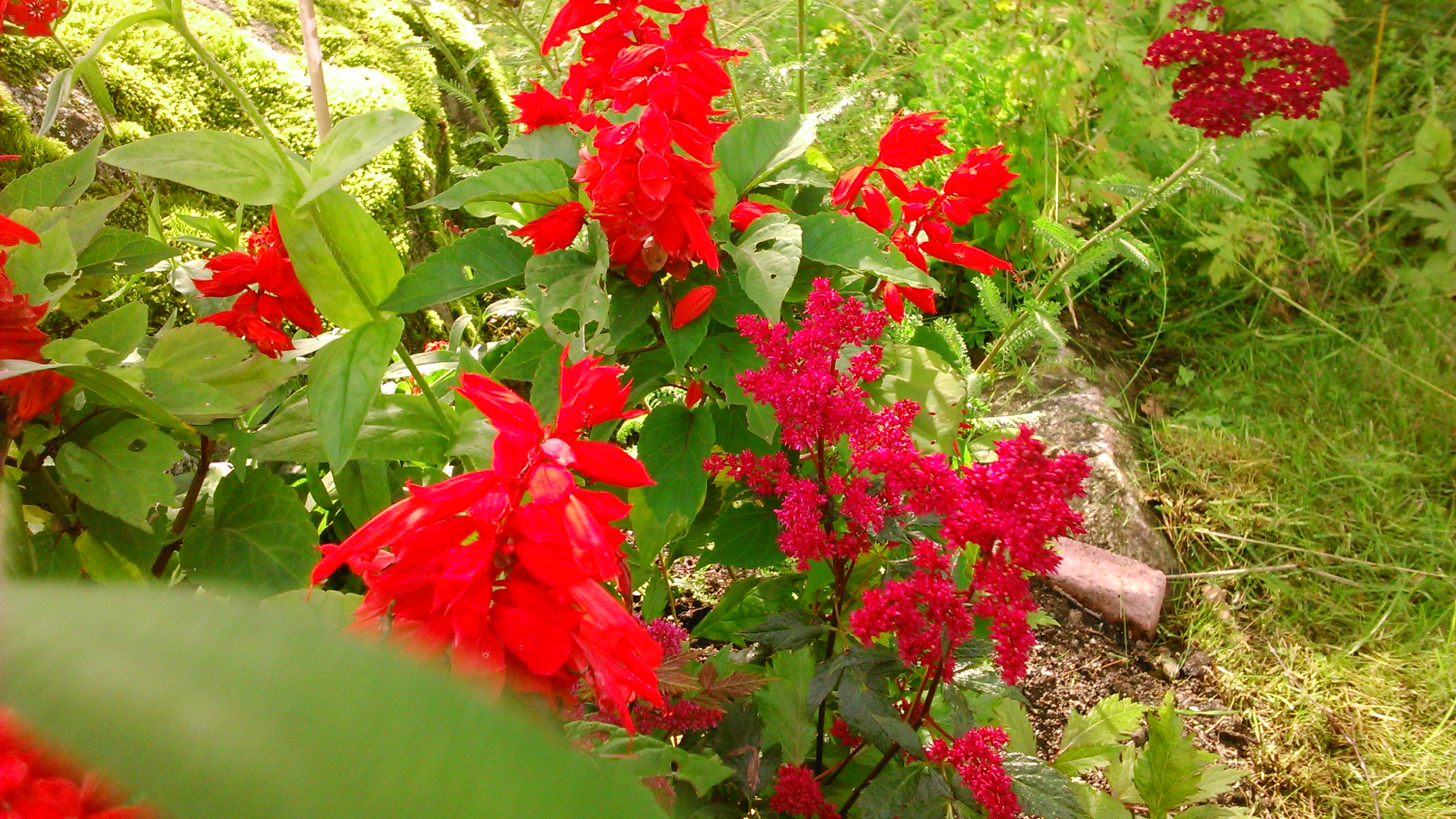 röda blommor perenner